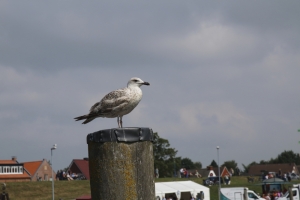 Greetsiel_2014_08_021