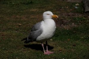 AW_Norderney_2015_07_010