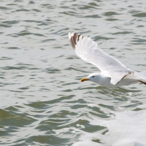 TN_Norderney_2015_07_007