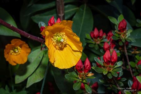 Fruehlingsfarbeni_005