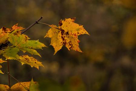 Indian-Summer_November_2025_012