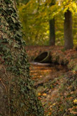 Indian-Summer_November_2025_013