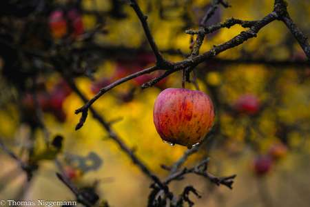 Indian-Summer_November_2025_016