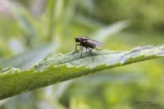 Insekten und Pflanzen in Nahaufnahme