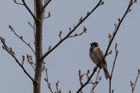 Ochsenmoor_2026_017