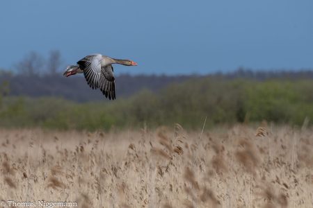Ochsenmoor_2026_019-scaled