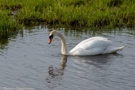 Ochsenmoor_2026_020-scaled