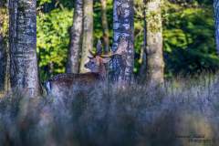 Wildpark Dülmen 2024